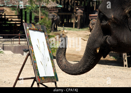Éléphant dans le processus de peindre une fleur à Maesa Elephant Camp, Chiang Mai, Thaïlande Banque D'Images
