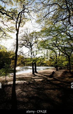 Queensmere Étang caché dans les arbres à Wimbledon Common, London, Londres, Royaume-Uni Banque D'Images