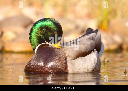 Canard colvert mâle sur l'étang au lissage, England, UK Banque D'Images