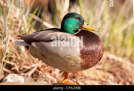 Canard colvert mâle reposant, England, UK Banque D'Images
