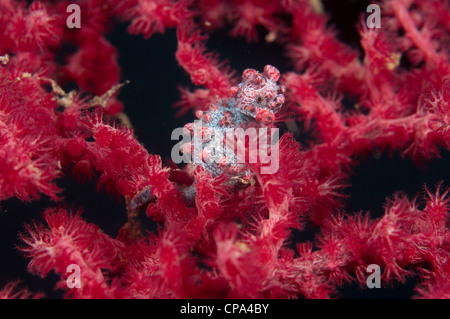 Hippocampe pygmée (Hippocampus bargibanti) sur les gorgones gorgones rouges dans le Détroit de Lembeh Indonésie Banque D'Images