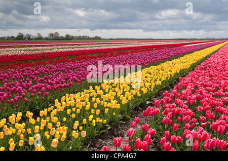 Immense champ coloré avec des rangées de nombreuses tulipes en Pays-Bas Banque D'Images