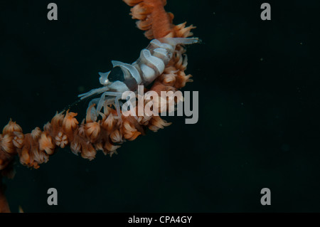 Commensal de corail fouet crevettes (Pontonides unciger) whip dans le corail sur Détroit de Lembeh Indonésie Banque D'Images