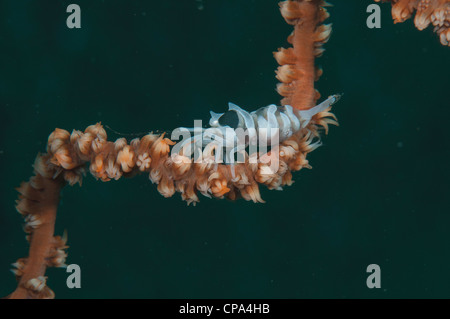 Commensal de corail fouet crevettes (Pontonides unciger) whip dans le corail sur Détroit de Lembeh Indonésie Banque D'Images