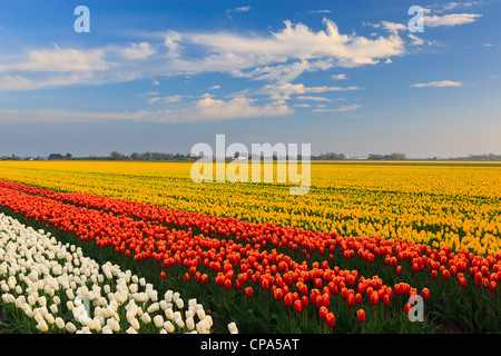 Ampoule néerlandais et champs de fleurs au printemps dans les Pays-Bas Banque D'Images