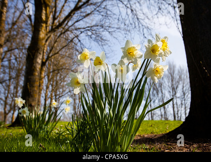 Les jonquilles qui poussent sur un îlot de Redditch, Worcestershire, Royaume-Uni Banque D'Images