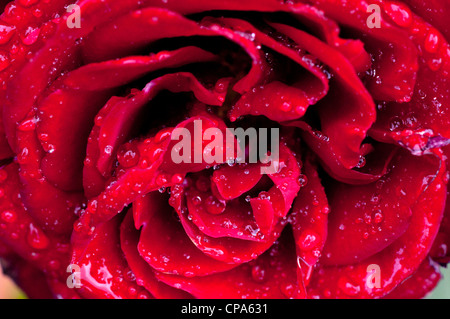 Close-up of les pétales d'une rose rouge après une douche de pluie. Banque D'Images