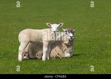 Agneaux Brebis et ludique sur l'herbe de printemps à Pâques Banque D'Images