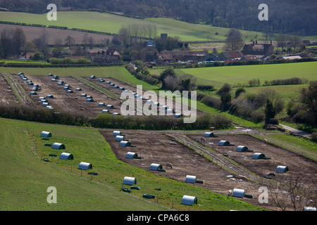 L'élevage de porcs à l'unité de Glandford Wiveton Norfolk Downs au printemps Banque D'Images