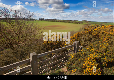 Au printemps Norfolk Downs Wiveton Banque D'Images