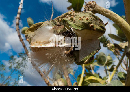Pomme de Sodome [Swallow Wort géant, l'Asclépiade] (calotropis procera), fruits mûrs Banque D'Images