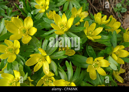 Eranthis hyemalis Aconites (hiver) Banque D'Images