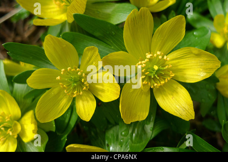Eranthis hyemalis Aconites (hiver) Banque D'Images