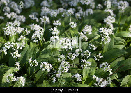 Wild Garlic Meadow dans Alexandra Park Penarth South Wales Banque D'Images