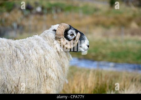 Face noire des moutons, béliers Banque D'Images