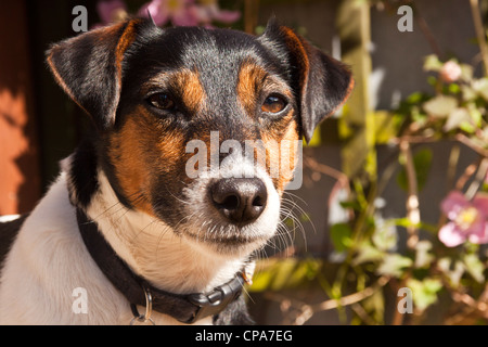 Portrait d'une couleur tri parsons Jack Russell Terrier dans son jardin. Banque D'Images