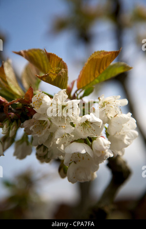 Le Cerisier Prunus Avium 'Sunburst' arbre en fleurs en Avril Banque D'Images
