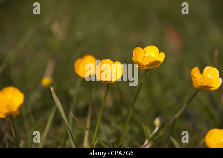 Meadow printemps renoncule Ranunculus acris. Banque D'Images