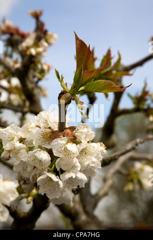 Le Cerisier Prunus Avium 'Sunburst' arbre en fleurs en Avril Banque D'Images
