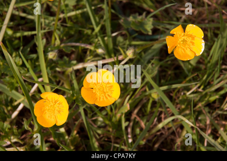 Meadow printemps renoncule Ranunculus acris. Banque D'Images