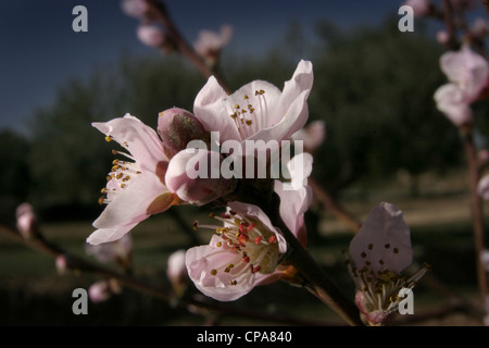 Photo : Steve Race - pêcher (Prunus persica) en fleur, la variété 'Catcrin', Catalunya, Espagne. Banque D'Images