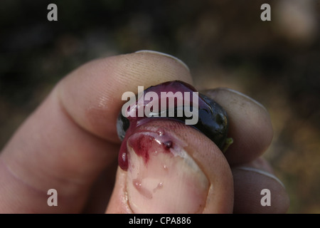 Photo : Steve Race - le jus de l'olive (Empeltre), la matière première qui se fait pour faire de l'huile d'olive extra vierge, de l'Espagne. Banque D'Images