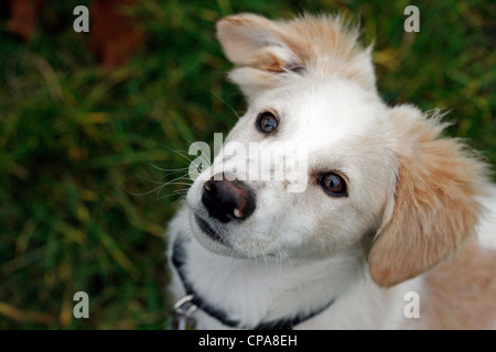 Un mélange de Shetland Sheepdog roquet Banque D'Images