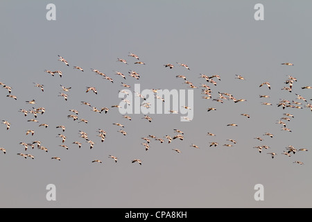 Un troupeau de Pied Avocets (Recurvirostra avosetta) flying Banque D'Images