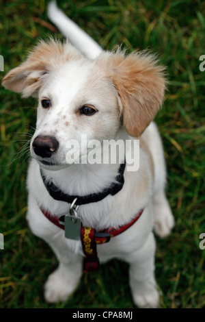 Un mélange de Shetland Sheepdog roquet Banque D'Images