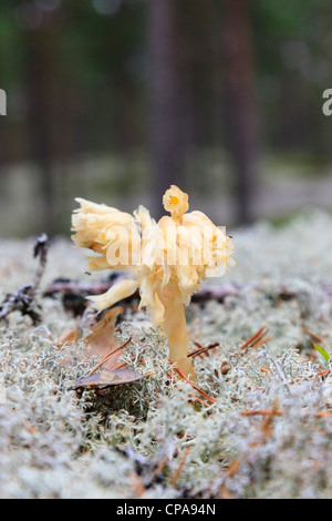 Hypopitys Monotropa il ne contient pas de chlorophylle Banque D'Images