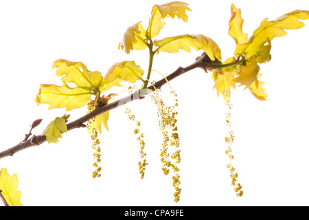 Chatons de fleurs ou le chêne pédonculé (Quercus walkeri  = Quercus robur). Banque D'Images