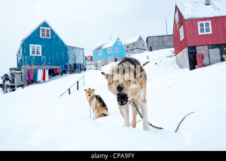 Husky chien qui aboie dans village Inuit de Kulusuk, Groenland Banque D'Images