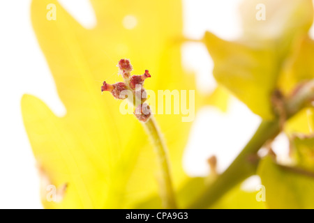 Fleurs femelles du chêne pédonculé (Quercus walkeri  = Quercus robur). Banque D'Images