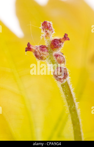 Fleurs femelles du chêne pédonculé (Quercus walkeri  = Quercus robur). Banque D'Images