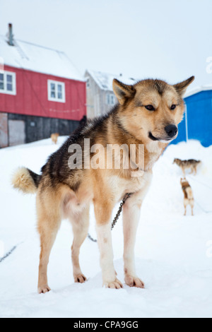 Husky dans village Inuit de Kulusuk, Groenland Banque D'Images