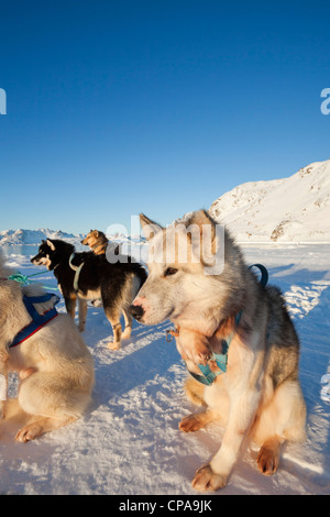 Pack de repos huskies au Groenland Banque D'Images