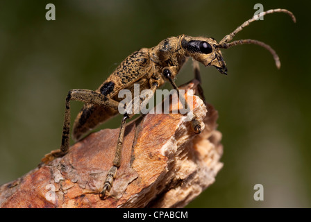 Direction générale de l'insecte sur la côtelée marron dans la forêt Banque D'Images