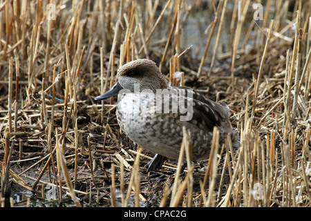 Sarcelle marbrée (Marmaronetta angustirostris) - Aka Marbled Duck Banque D'Images