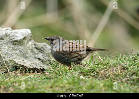 Nid (Prunella modularis) - aka Hedge Sparrow. Banque D'Images