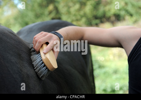 Portrait d'un homme qui vous brosser un cheval noir Banque D'Images