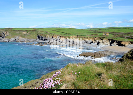 Dollar Cove à Gunwalloe à Cornwall, England, UK Banque D'Images