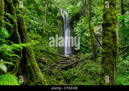 Cascade de la forêt de nuages, le parc international La Amistad Banque D'Images