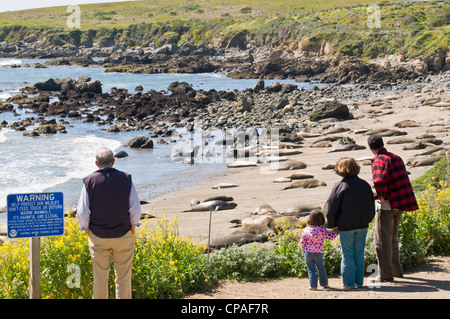 États-unis, Californie, San Simeon. Les touristes le long de la route 1 au point de vue sécuritaire de Piedras Blancas éléphant massive Banque D'Images