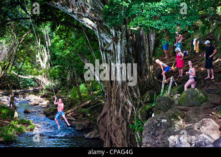 Kauai, Hawaii, USA. Kipu Falls. Un gigantesque rope swing pour amateurs d'permet de balancer au large de la falaise et dans l'eau. (MR) Banque D'Images