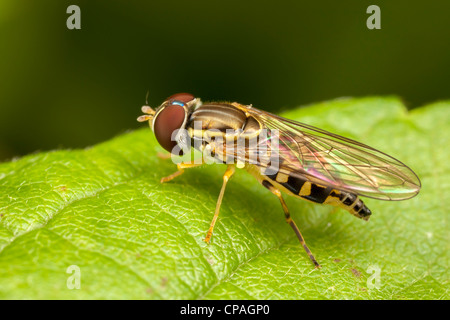 Fly fleur (Toxomerus geminatus) - Femmes Banque D'Images