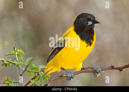 USA, Texas, Santa Clara Ranch. Close-up of oriole de Audubon perché sur limb Banque D'Images