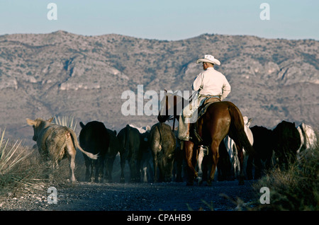 Aux Etats-Unis, l'ouest du Texas. La conduite du bétail vers Cowboy voyage au cours d'un des stylos sur un roundup West ranch au Texas. Banque D'Images