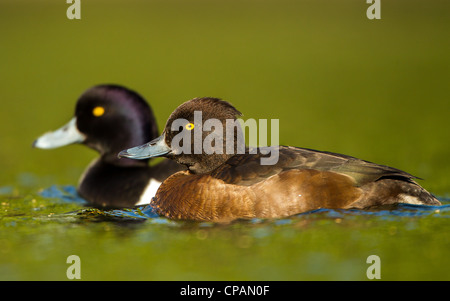 Stock Photo