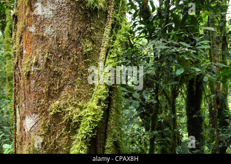 Vignes, plantes grimpantes et de mousses prospérer sous la canopée dense de la forêt tropicale dans le Parc National de Nyungwe, au Rwanda. Banque D'Images