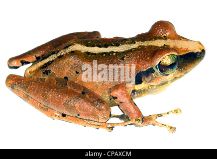 Cachabi (Pristimantis achatinus Grenouille voleur) de l'ouest de l'Équateur Banque D'Images